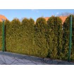 E-PLAST 80cm / 15m / green