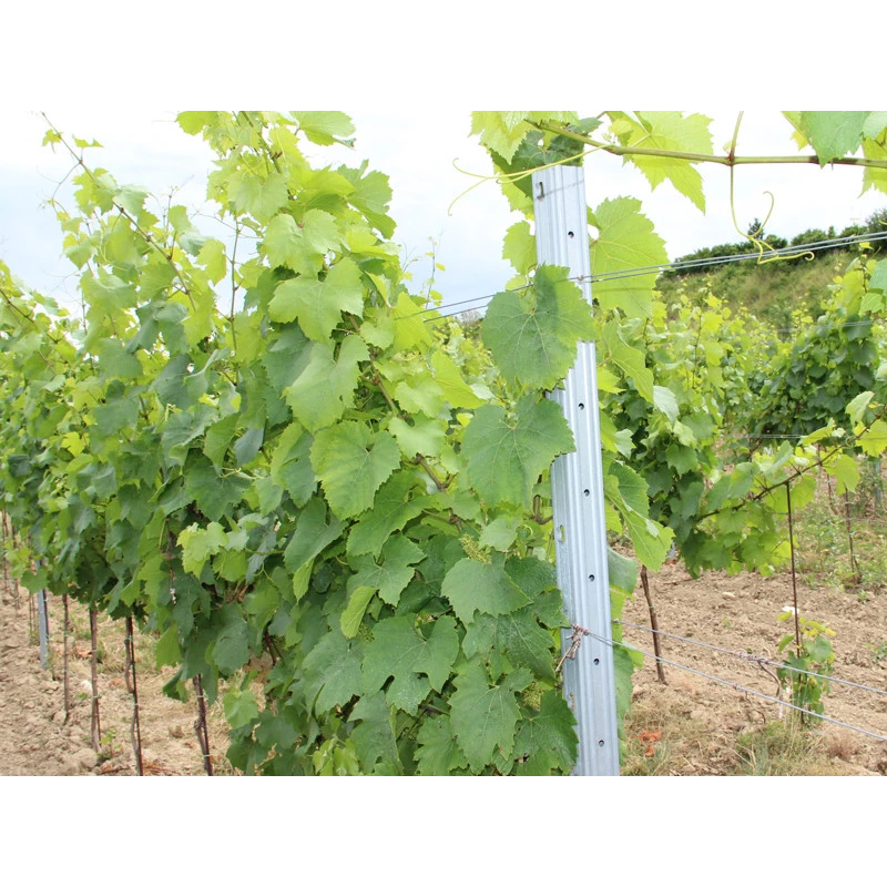 Vineyard post continuous DEVÍN / 50x30x1,50x2500 SH / S250GD+Z275 / ZN / standard hooklet