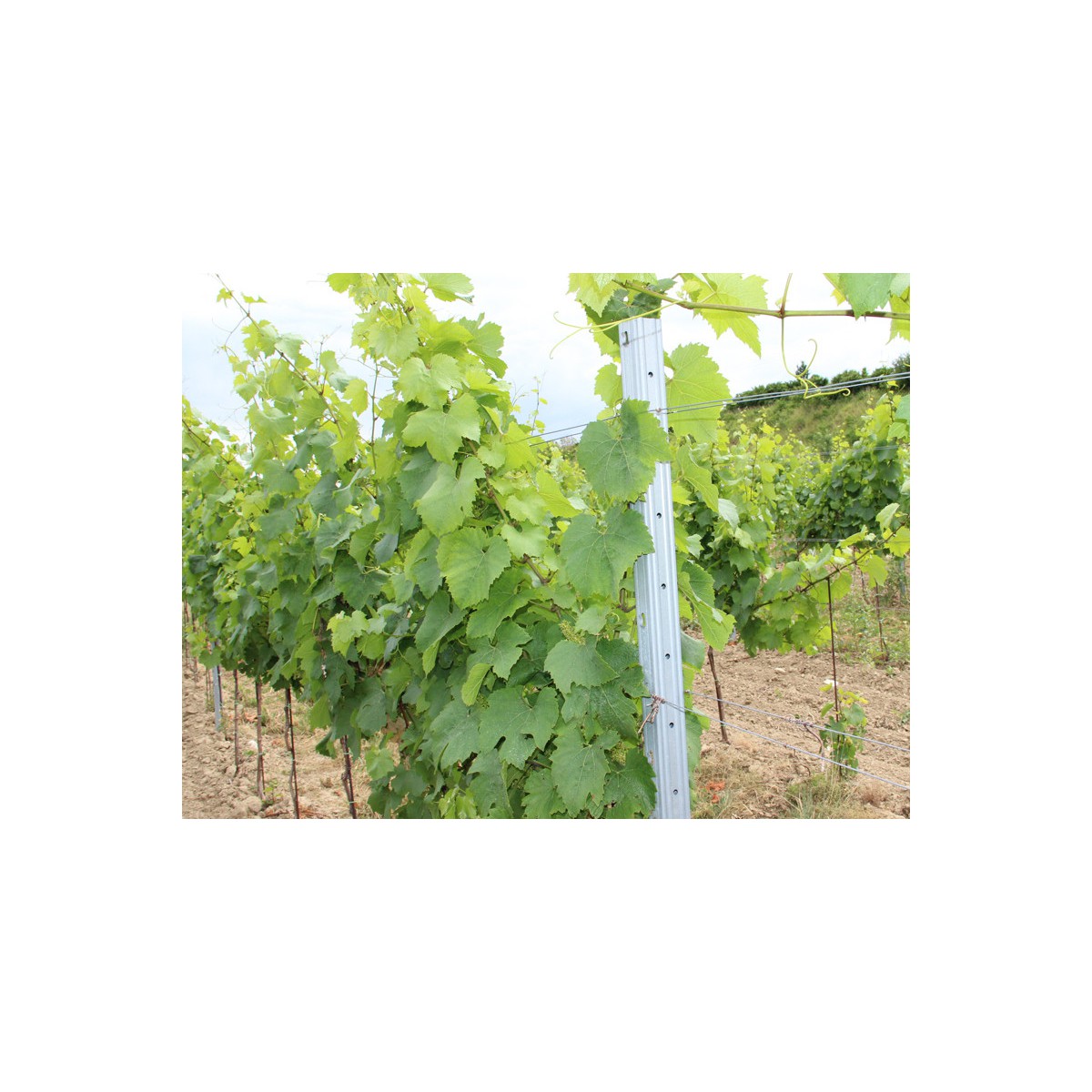 Vineyard post continuous DUNAJ / 60x40x1,50x2500 SH / S250GD+Z275 / ZN / standard hooklet